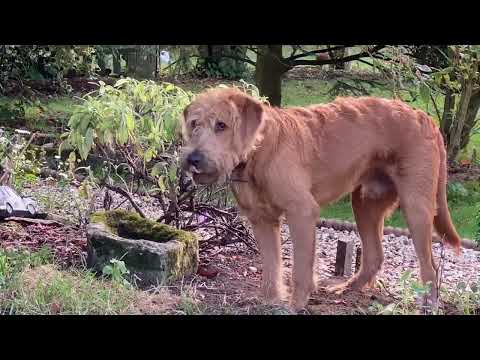 Toby is trying a spot of grave robbingTrying to dig up 2 of our previous dogs then the pet cemetery