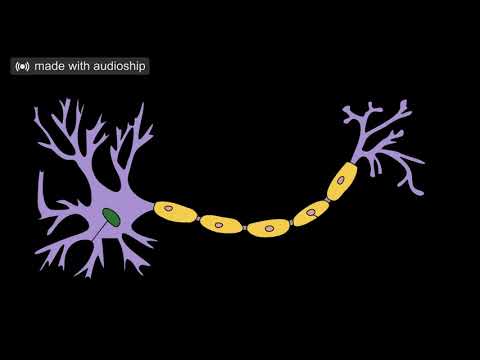 Dr Michael Greenberg - How to Stop Paying Attention (Exercise)