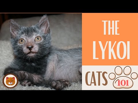 🐱 Cats 101 🐱 LYKOI CAT - Top Cat Facts about the LYKOI