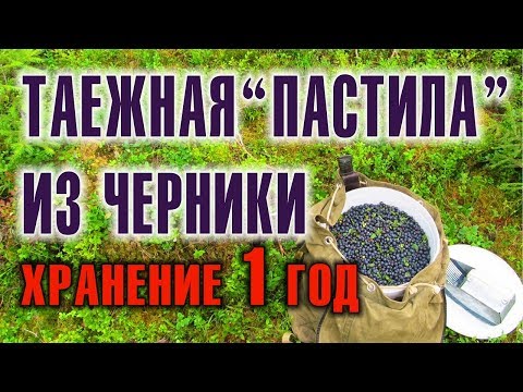 ЧЕРНИКА. ЛЕСНЫЕ ЯГОДЫ Как сделать пастилу в тайге. Вкусняшки своими руками и хранение черники на год
