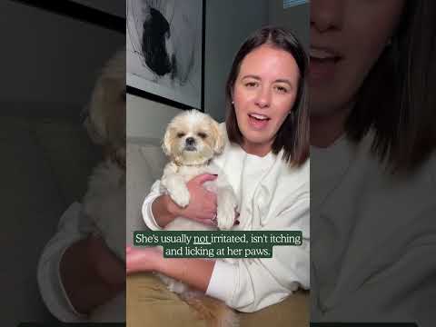 Probiotic Chews For Dogs