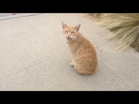 TDW 1074 - CAT ALERT ! Lost Video SD Card Footage