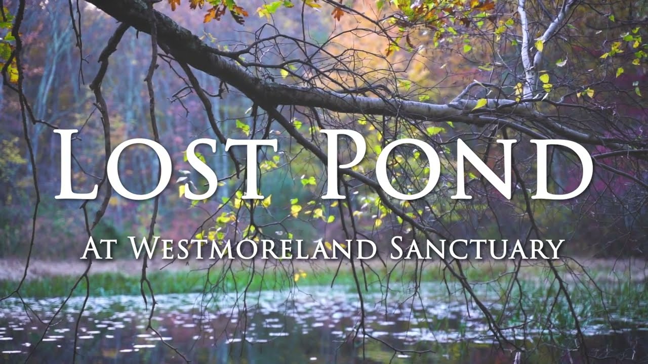 Lost Pond