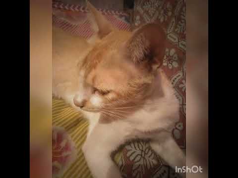 mega sreenath subscrib