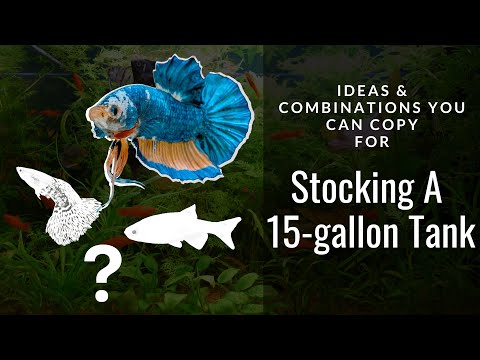 15 Gallon Stocking Ideas & Combinations (You Can Copy)