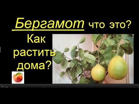 Бергамот УходCitrus bergamia Как посадить Лимоны Цитрусы Дома