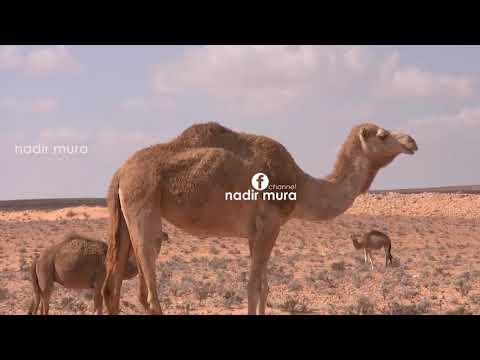 E DINI SE CFARE KA NE TE VERTETE NJE DEVE BRENDA GUNGES🤔