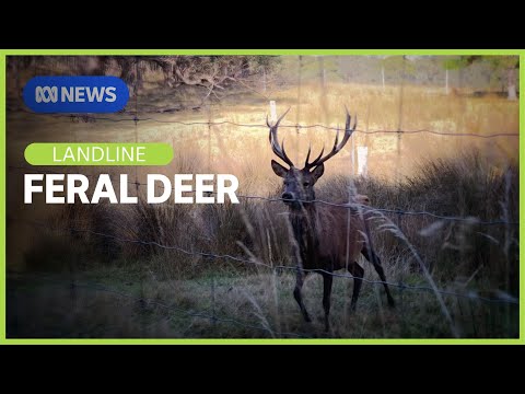Feral Deer: An untapped source of food? | Landline | ABC News