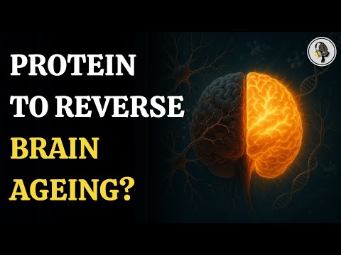 Brain Ageing Could Be Reversed by New Protein Discovery ...