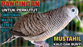 Download lagu Perkutut Lokal Gacor Suara Besar Pancingan Burung Perkutut Agar Cepat Bunyi. mp3