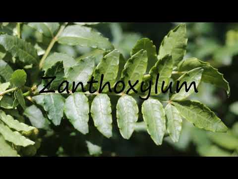 How to Pronounce Zanthoxylum?