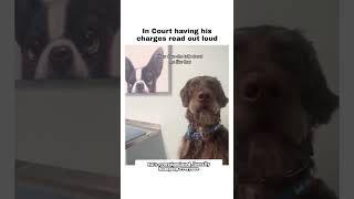 This is a reincarnation of an old man!!! 100% 😂 #dog #meme #dogs