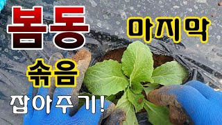[텃밭농부.856]  봄동의 마지막 솎음과 잡아주기.  #봄동재배