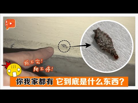 木蛾