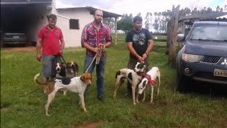 Caçada de Javali com Dogal (Dogo x Galgo)