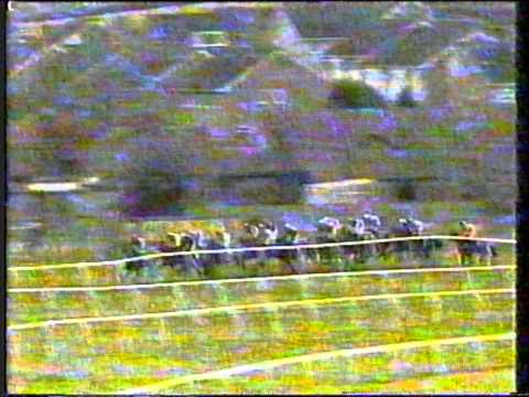 1992 - Cheltenham - Champion Hurdle - Royal Gait