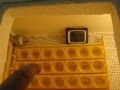 Sammax Bi-Metal Incubator Thermostat Review ...
