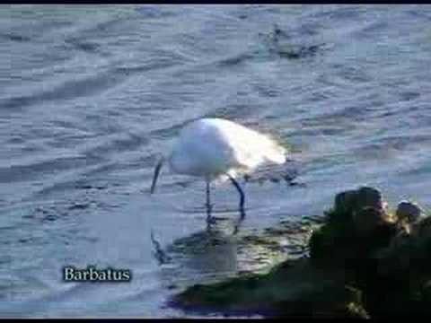 Garceta común ( Egretta garzetta ) Little Egret