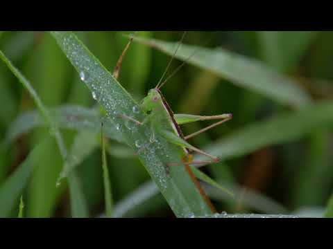 Grasshopper Drinking Morning Dew (GH5) 4K