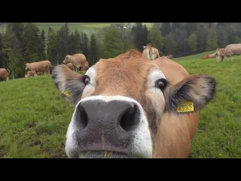 , title : 'Glückliche Kühe, Happy Cows, Vache heureux'