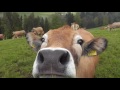 Glückliche Kühe Happy Cows Vache Heureux