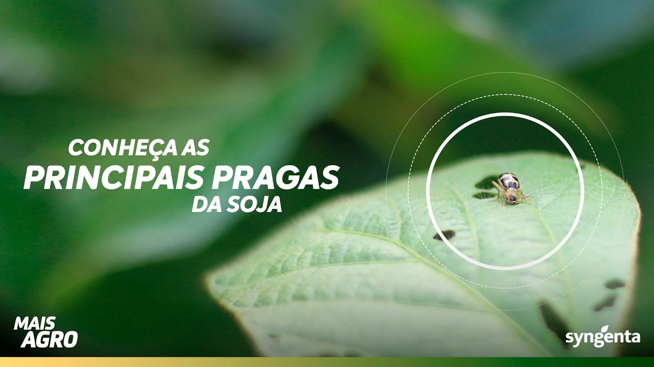 Aprenda a identificar as principais pragas da soja