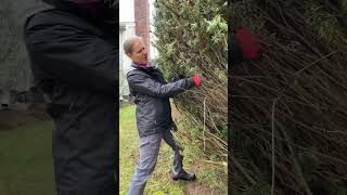 How Do You Prune An Overgrown Yew Shrub?
