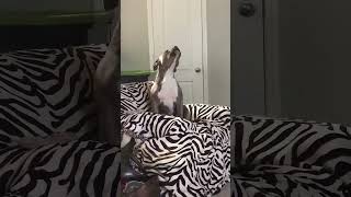 Pitty only sings to Tennessee Whisky