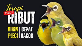 Download lagu Terapi Pleci Ribut Ampuh Bikin Pleci Cepat Gacor mp3 Download lagu Terapi Pleci Ribut Ampuh Bikin Pleci Cepat Gacor mp3