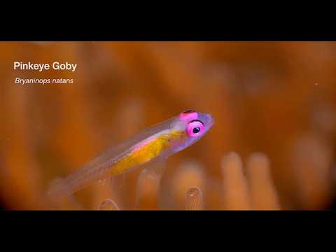 14-15 Small Elongate Bottom Dwellers - scuba diving video