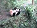 Панда дурачится 