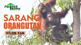 Download lagu Sarang Orangutan (Orangutan Nests) With Dr. Yaya Rayadin mp3