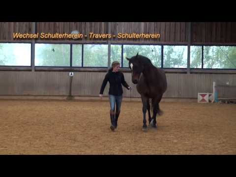Susanne Lohas und ihre Warmblutstute Tres Belle in der Freiarbeit - Liberty sideway movements