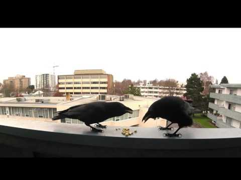 crow visit for peanuts