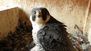 DNR Peregrine Falcon Cam