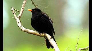 Mierla Blackbird (Turdus merula) singing