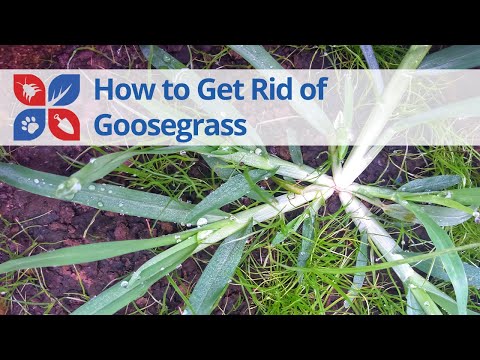  How to Get Rid of Goosegrass  Video 