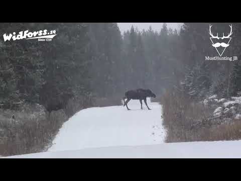 JAKTLANDET - ÄLGJAKT *Skottscener*