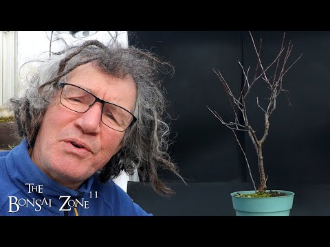 私の桜の木とその他、盆栽ゾーン、2024 年 1 月