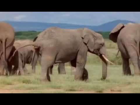 Tropami Tajemnic Discovery Channel  – Słonie