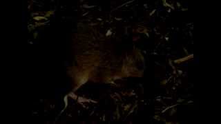 preview picture of video 'Bandicoot feeding at Lane Cove River Tourist Park Sydney, Lane Cove National Park'