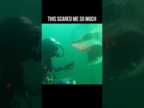 I found a Shark while Scuba Diving a Quarry