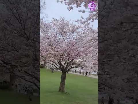 Toronto - Cherry Blossoms #toronto #spring #shorts