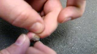 The fingernail
