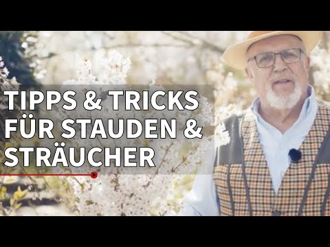 Tipps und Tricks für Stauden und Sträucher | Gartln mit Starkl