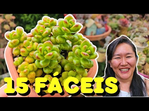 15 EASY-GROWING SUCCULENTS IDENTIFIED