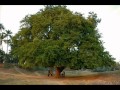 Aalamaram Uranga Wmv