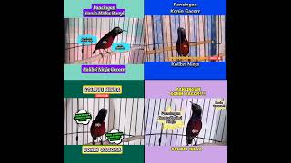 Download lagu Pancingan Koloni Kolibri Ninja/Konin Paling Ampuh Untuk Konin Bahanmu Dijamin Langsung Nyaut. mp3 Download lagu Pancingan Koloni Kolibri Ninja/Konin Paling Ampuh Untuk Konin Bahanmu Dijamin Langsung Nyaut. mp3