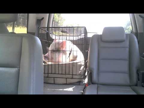 Hamlet the Mini Pig: Takes a Ride in the Car