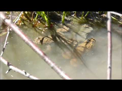 Gelbbauchunken (Bombina variegata)